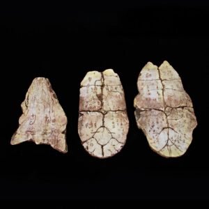 Yinxu Oracle Bones Origin of Diseases, Simulated and Restored According to Museum Cultural Relics, Decorative Ornaments of TCM - related Oracle Bone Scripts